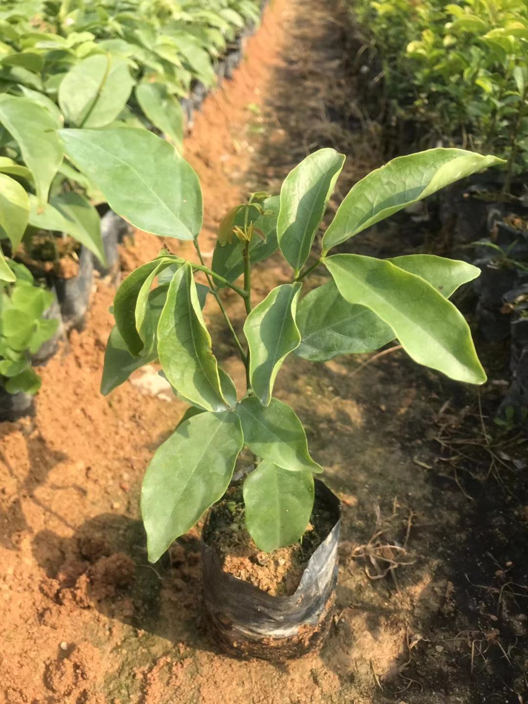 海南紅豆種植基地、價(jià)錢、批發(fā)【廣州匯森林業(yè)有限公司】