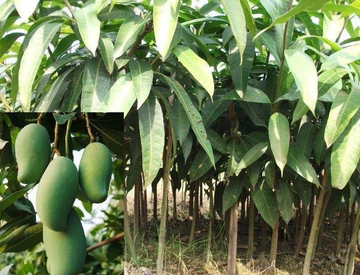 芒果苗報(bào)價(jià) 廣西芒果苗供應(yīng)商 廣西芒果苗