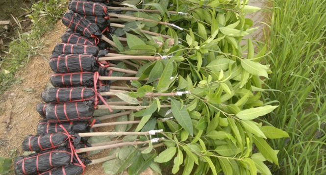 芒果苗報(bào)價(jià) 廣西芒果苗供應(yīng)商 廣西芒果苗