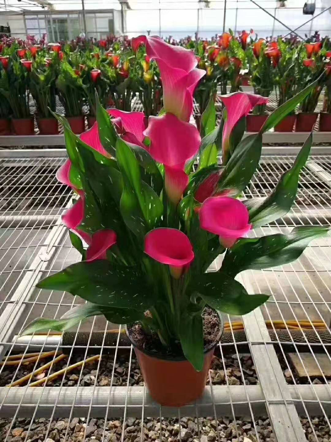 供應(yīng)月季苗價格、種植基地、批發(fā)【云貴花卉苗木基地】