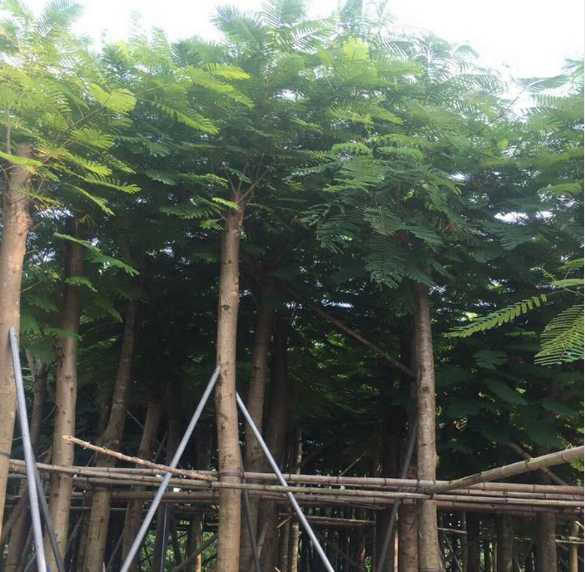 鳳凰樹袋苗報價_批發(fā)_供應(yīng)商_廠家_哪家好