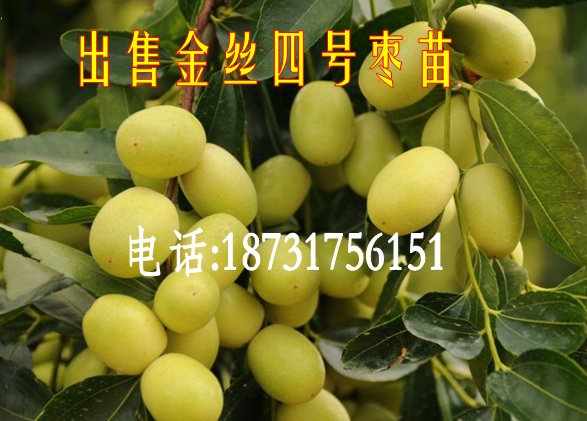 哪里出售2公分冰糖棗苗