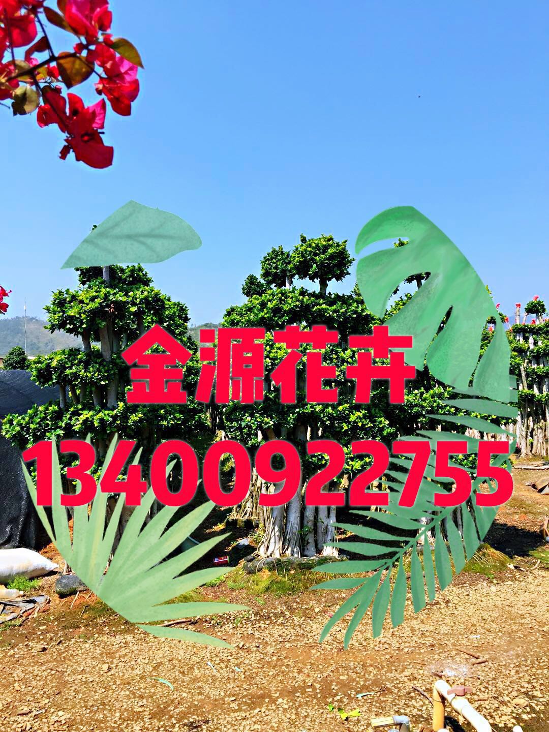 福建漳州2-3米叢林*榕