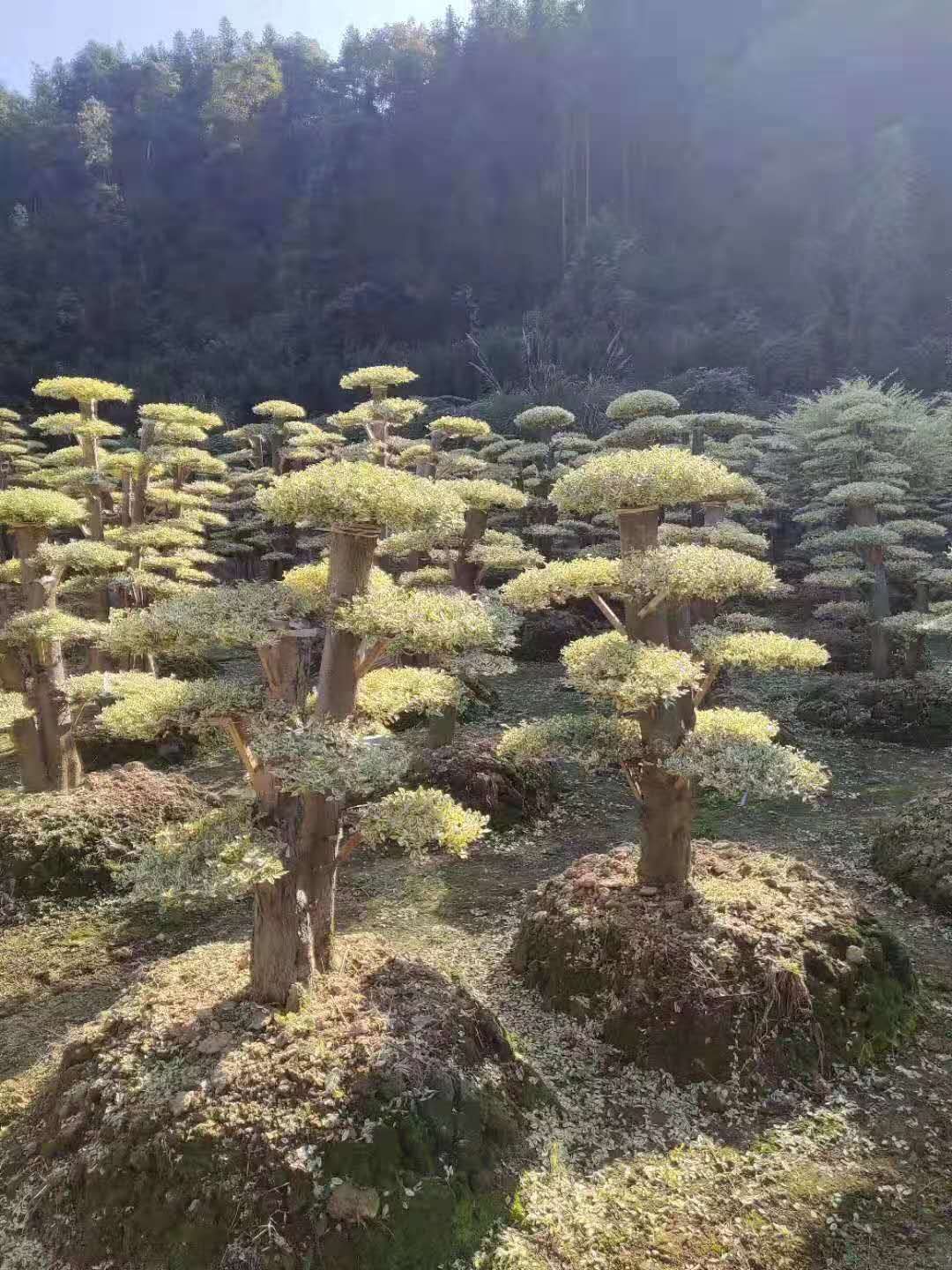 湖南長沙瀏陽造型金姬女貞樁基地