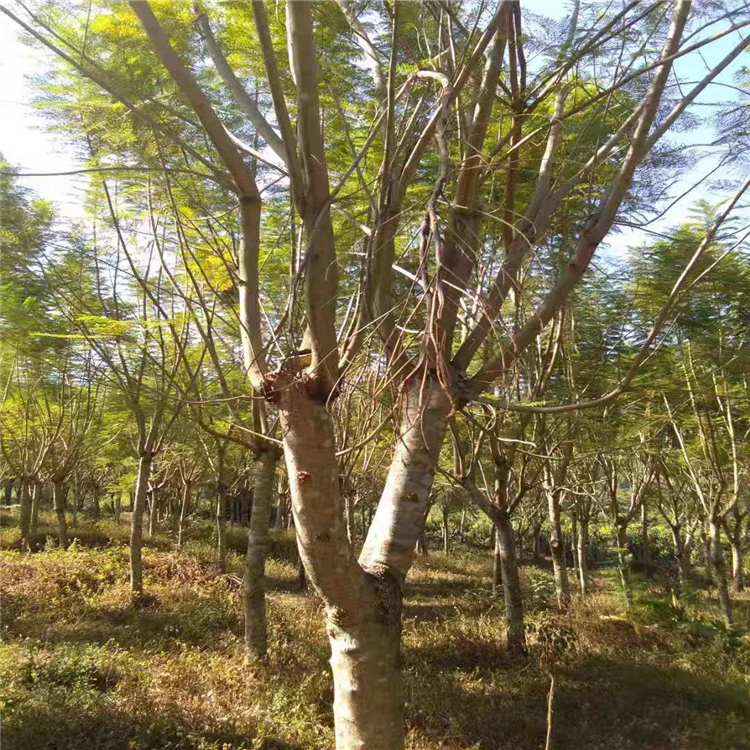 全冠藍(lán)花楹種植基地批發(fā)價格