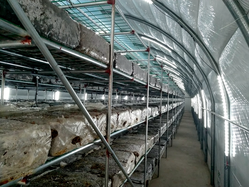 食用菌棚建設專業(yè)設計建造食用菌棚