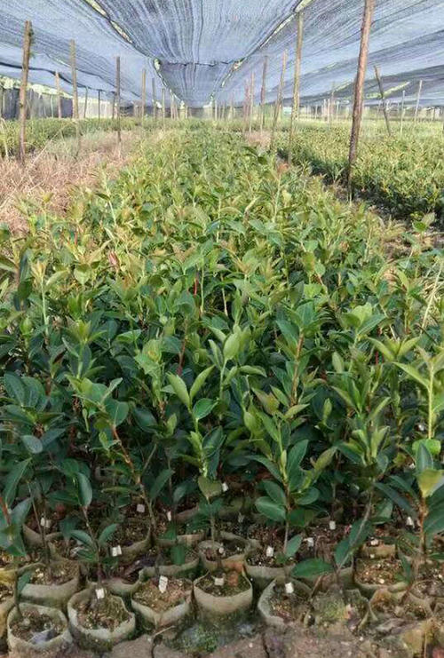 羅漢松杯苗 廣州羅漢松杯苗種植地 羅漢松杯苗批發(fā)