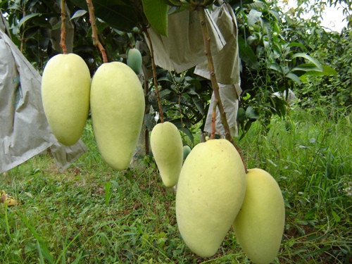 專業(yè)栽培金煌芒苗過苗場電話，廣西優(yōu)質(zhì)金煌芒苗批發(fā)價-報價-價格，品種正，品質(zhì)優(yōu)，高產(chǎn)量