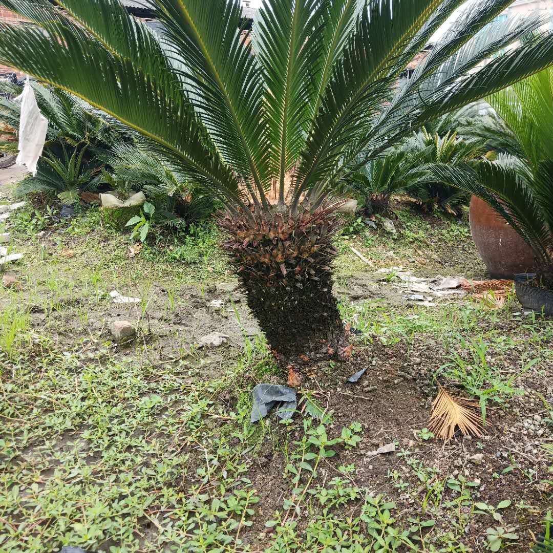 鐵樹基地直銷 批發(fā)各種規(guī)格蘇鐵