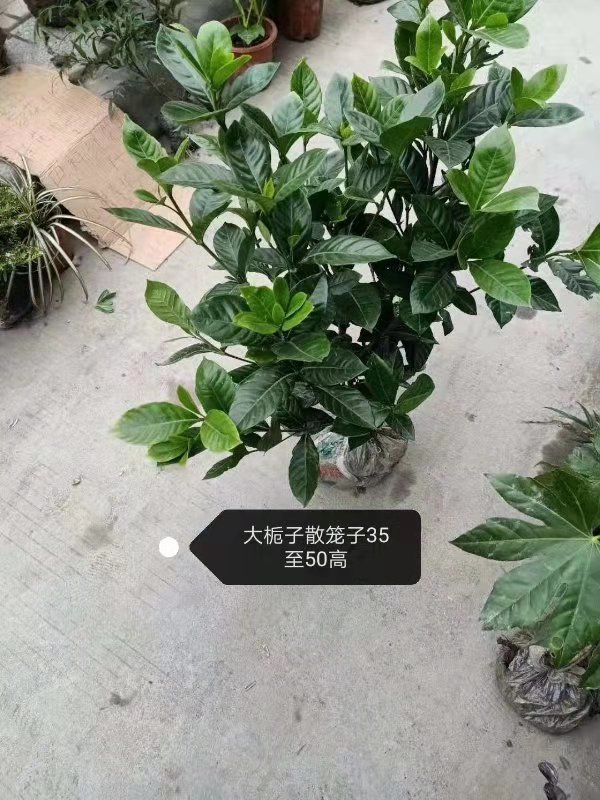 四川成都大梔子籠子35-50高-*各種工程苗-優(yōu)質(zhì)供應(yīng)商-種植基地-批發(fā)價(jià)格
