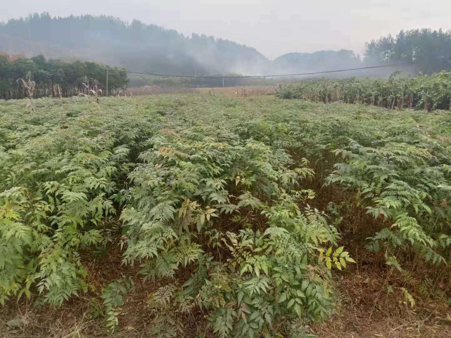 湖北欒樹苗，批發(fā)，價(jià)格，質(zhì)量