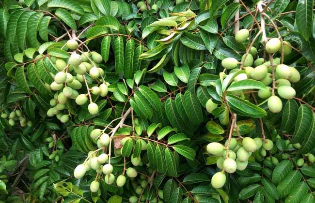 供應(yīng)黑欖苗1號(hào)園 玉林牌黃欖苗 橄欖苗品種 工藝欖苗 烏欖苗圖片