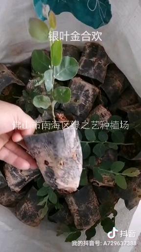 廣東佛山市南海銀葉金合歡供應商批發(fā)價格