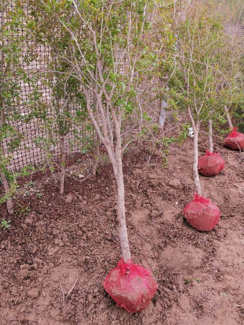 河陰軟籽石榴苗 無籽石榴樹苗供應(yīng) 優(yōu)質(zhì)石榴樹苗