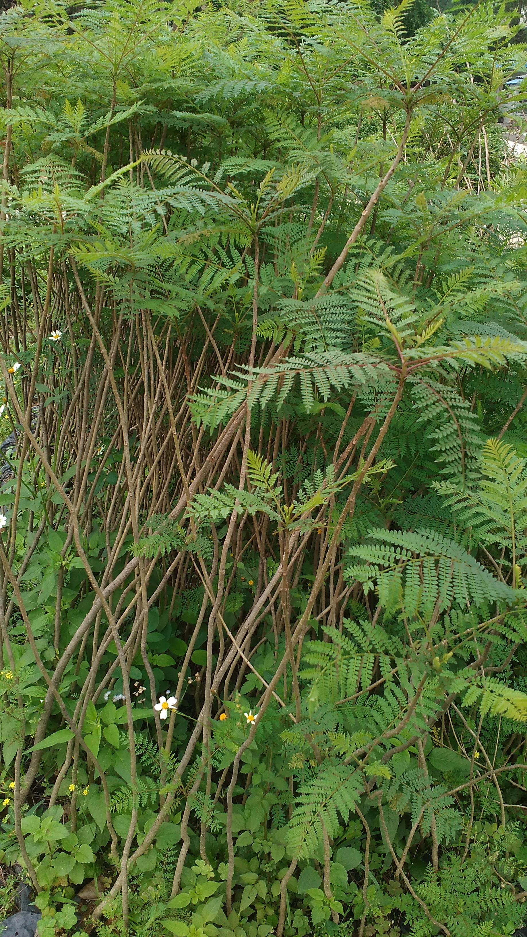 藍花楹杯苗 如何種植藍花楹杯苗 大量供應藍花楹杯苗