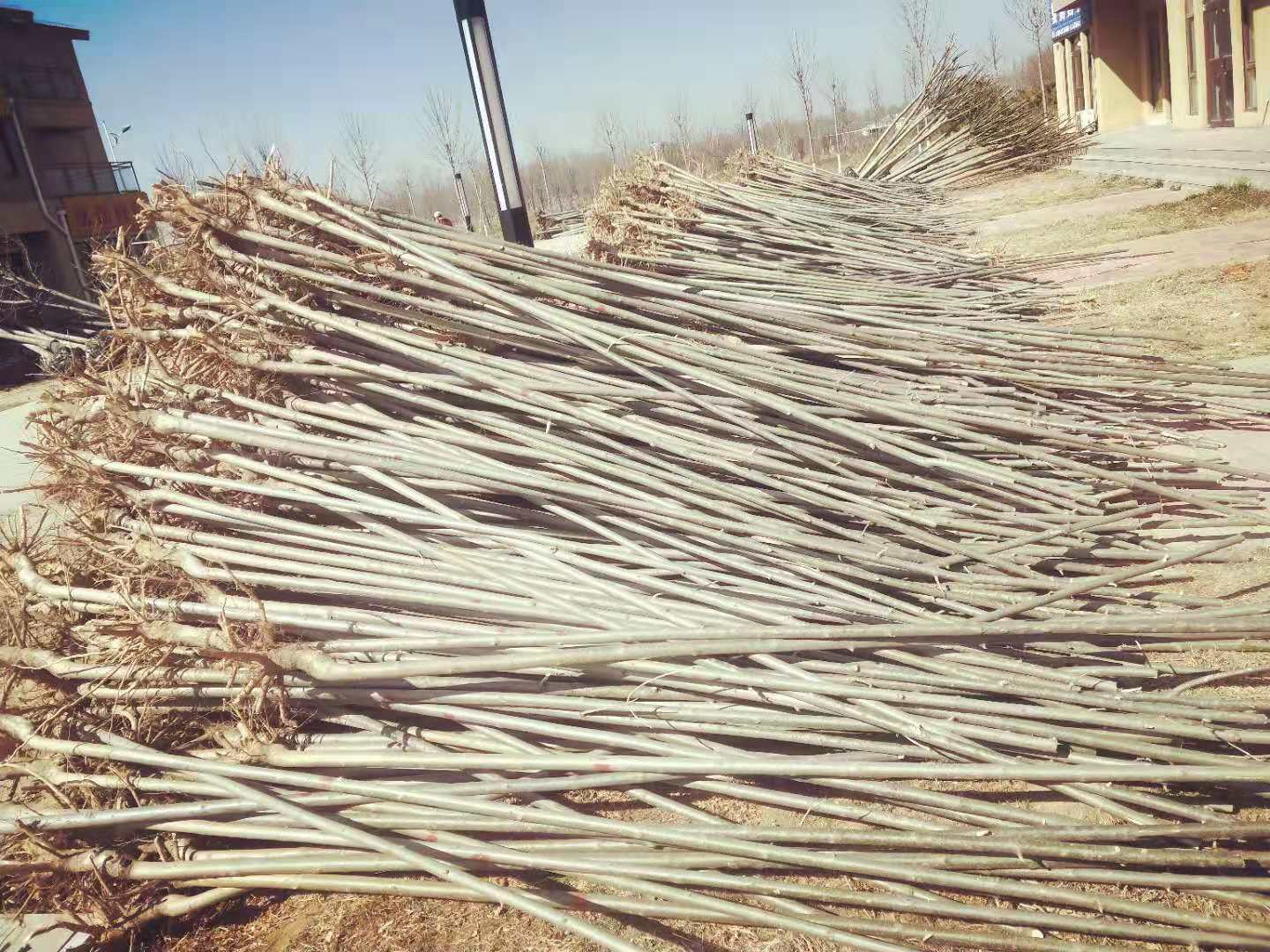 白蠟小苗、種植、基地、批發(fā)、價(jià)格【惠民縣地之初苗木種植合作社】 陜西白蠟小苗