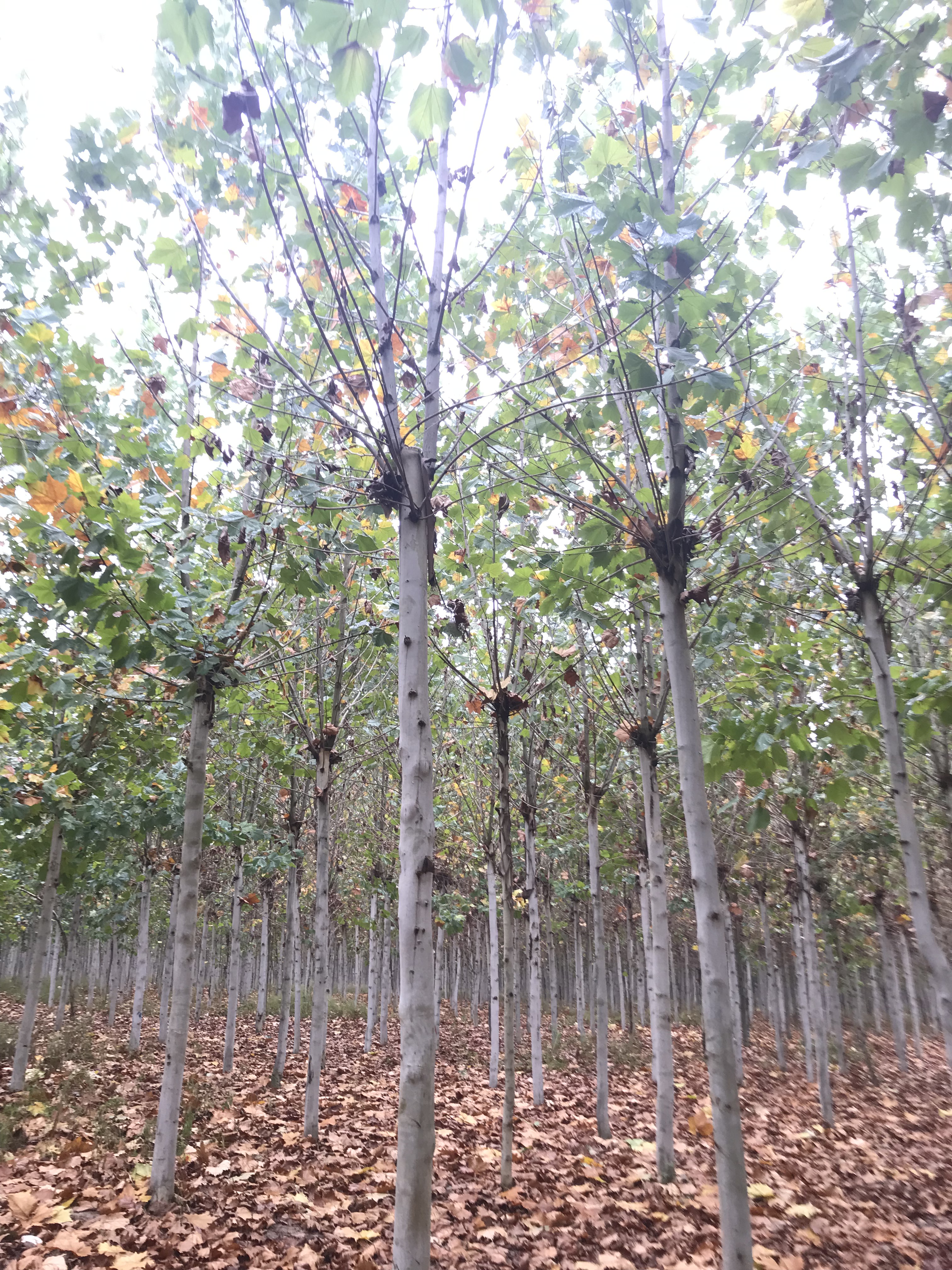 常年出售法桐樹苗基地直銷 周口法桐