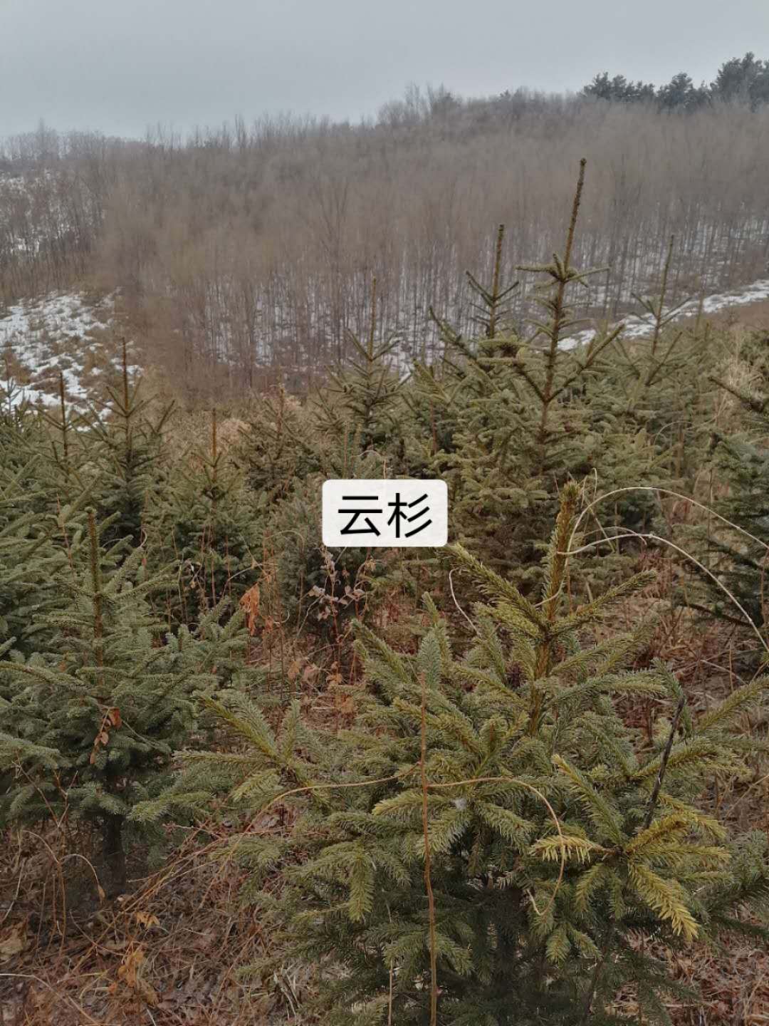 云杉供應(yīng)商
