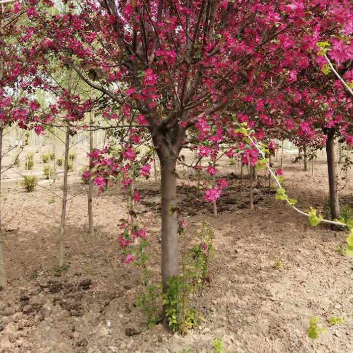 江蘇邳州直徑12公分海棠樹基地批發(fā)價格多少錢哪里有賣5~7~10公分， 14公分，13公分，鴻達誠信苗木 直徑12公分紅