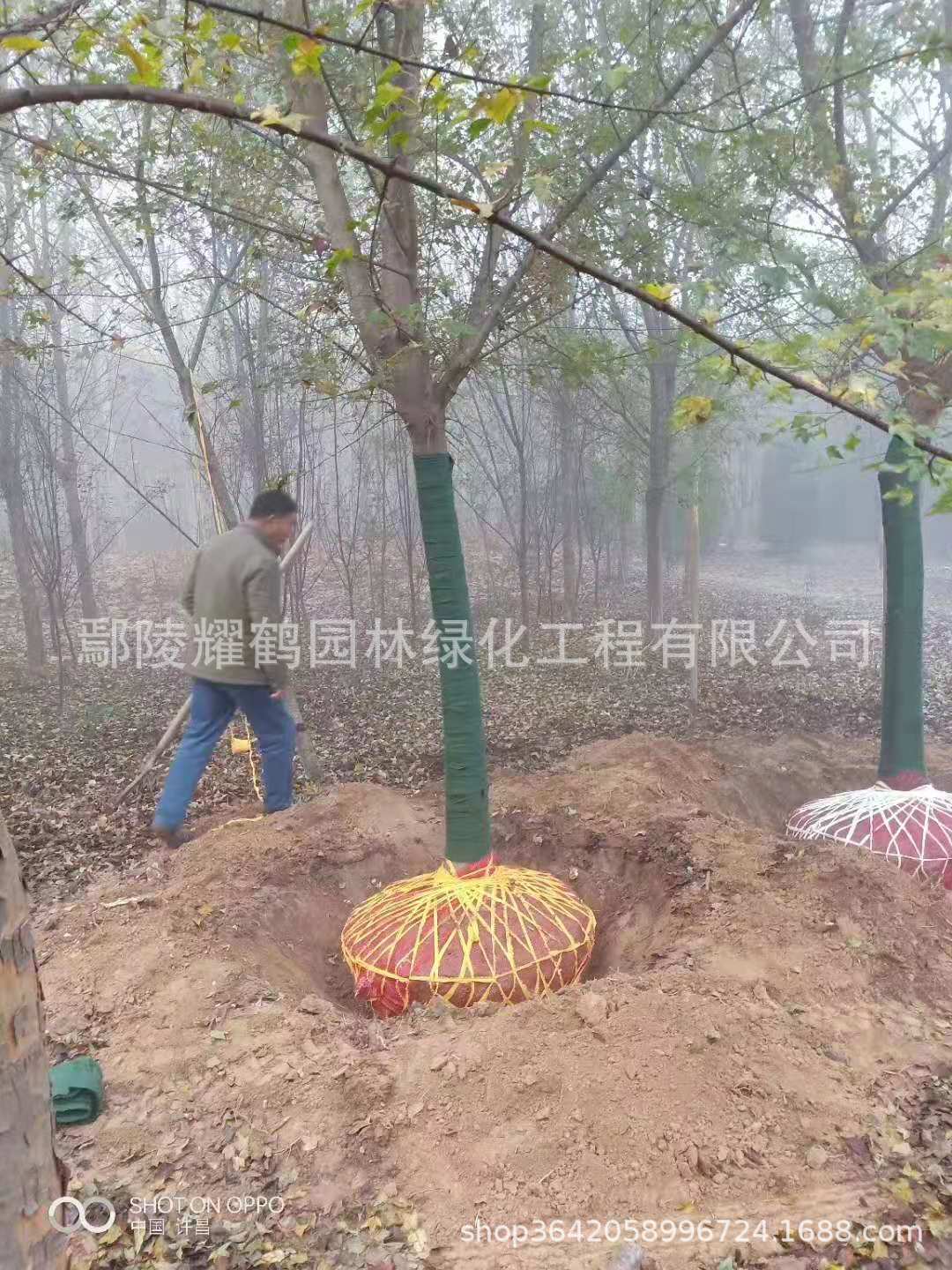 河南三角楓多少錢-三角楓種植基地批發(fā)報價電話多少
