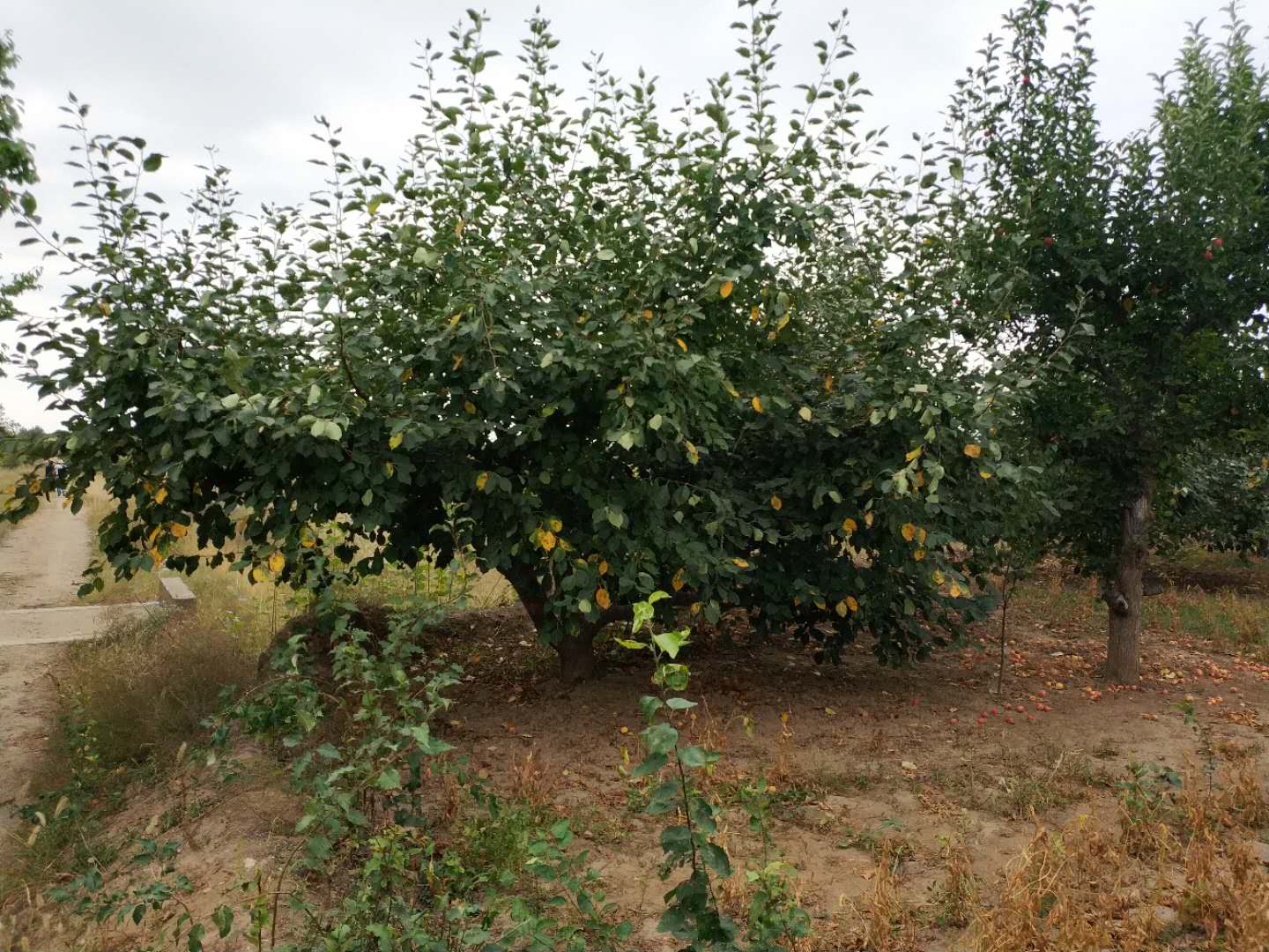 垂絲海棠種植基地、供應(yīng)商、報(bào)價(jià)