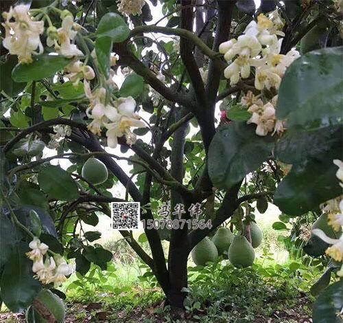 廣西泰國紅寶石青柚種苗批發(fā)價格多少錢-泰國紅寶石泰柚