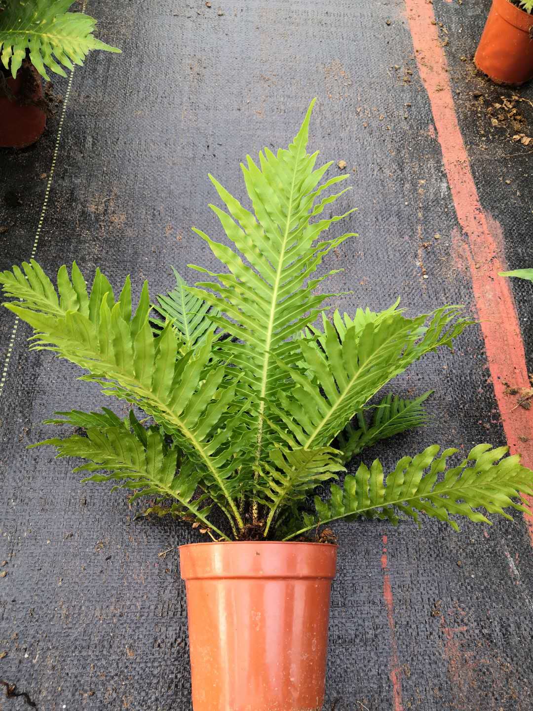 觀景植物富貴蕨小盆栽 精選富貴蕨綠植  蕨類觀葉植物富貴蕨