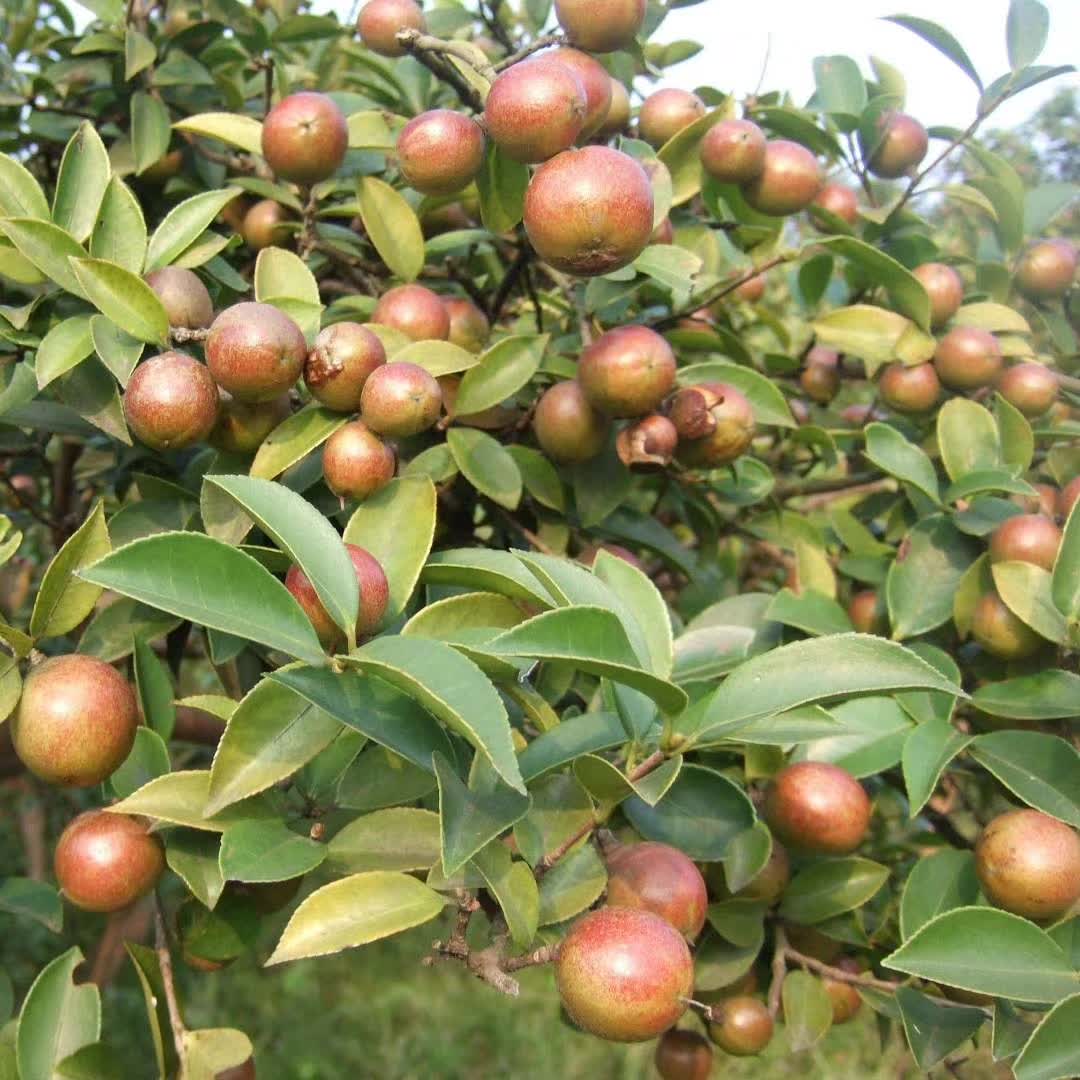 油茶苗批發(fā)、產(chǎn)地*、大量供應(yīng)、價格【臨桂縣愛林苗圃】