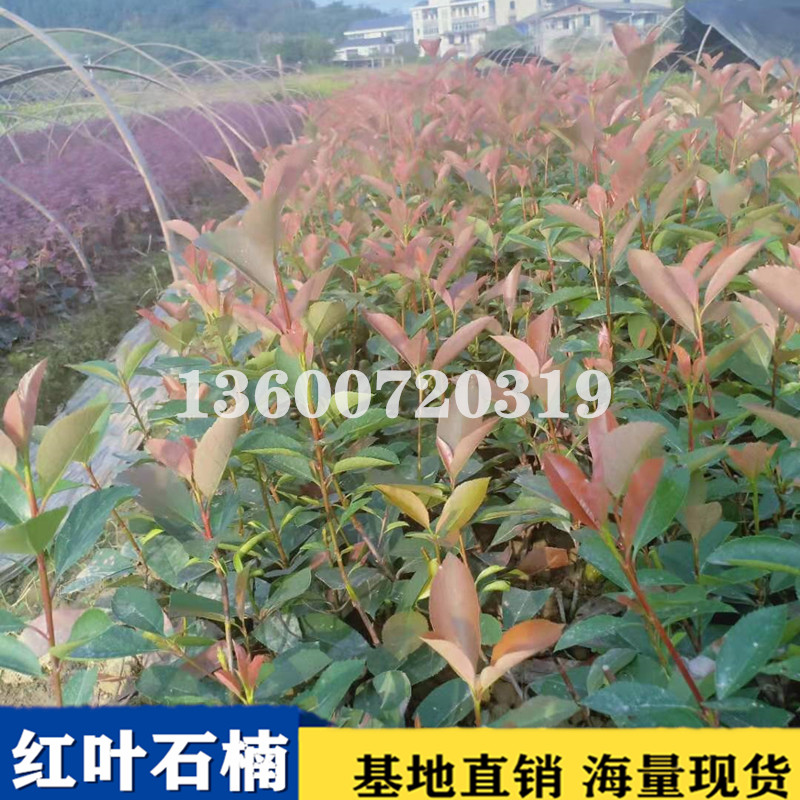 福建廈門(mén)紅葉石楠苗培育基地直銷(xiāo)批發(fā)價(jià)格 高存活率
