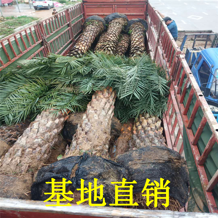 中東海棗價格福建中東海棗產(chǎn)地種植2-6米桿規(guī)格齊全
