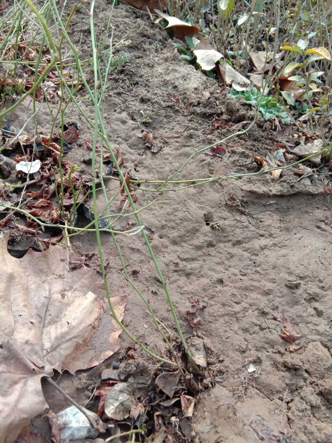 山東棣棠種植基地、批發(fā)、價(jià)錢【臨朐縣福志苗木專業(yè)合作社】