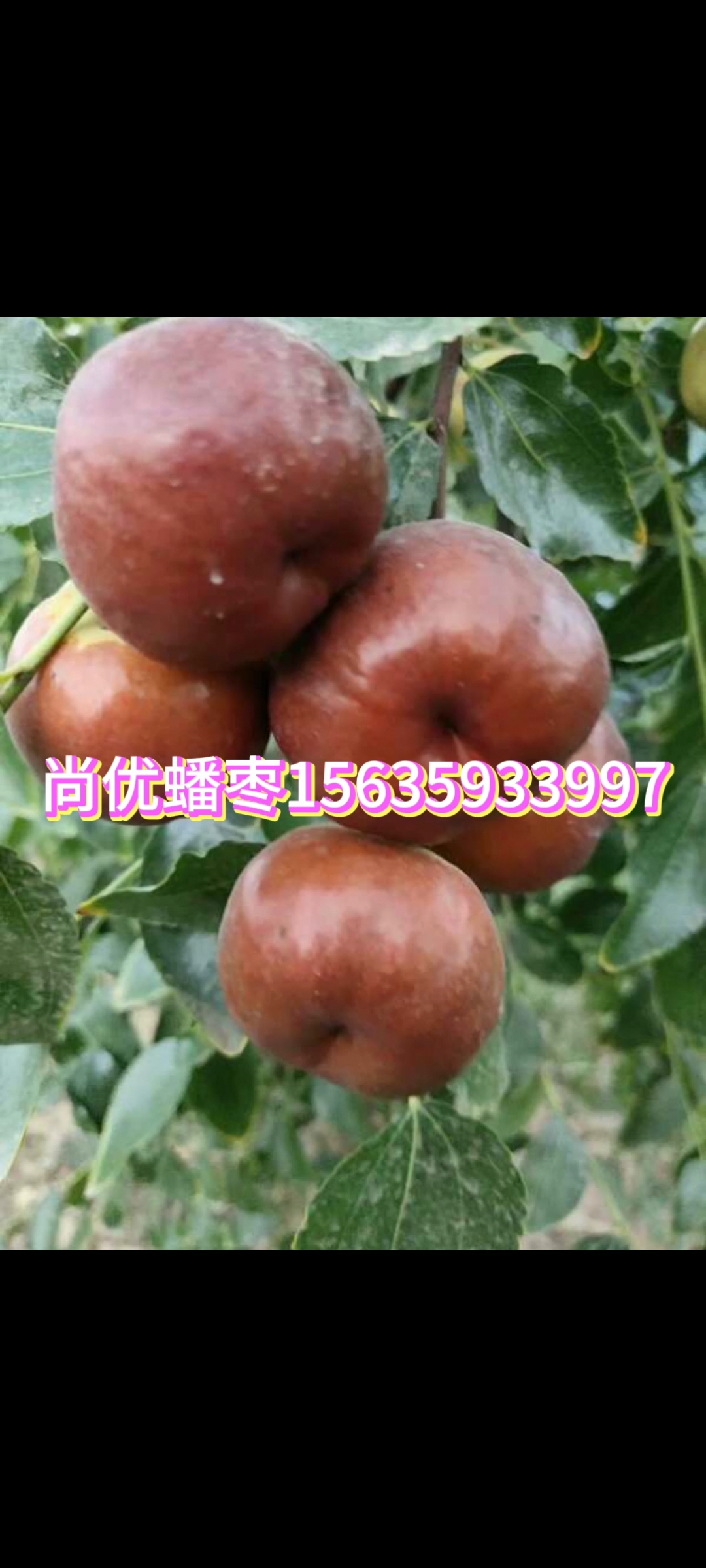 供應(yīng)蟠棗小樹苗 蟠棗批發(fā)價  山東蟠棗基地直銷