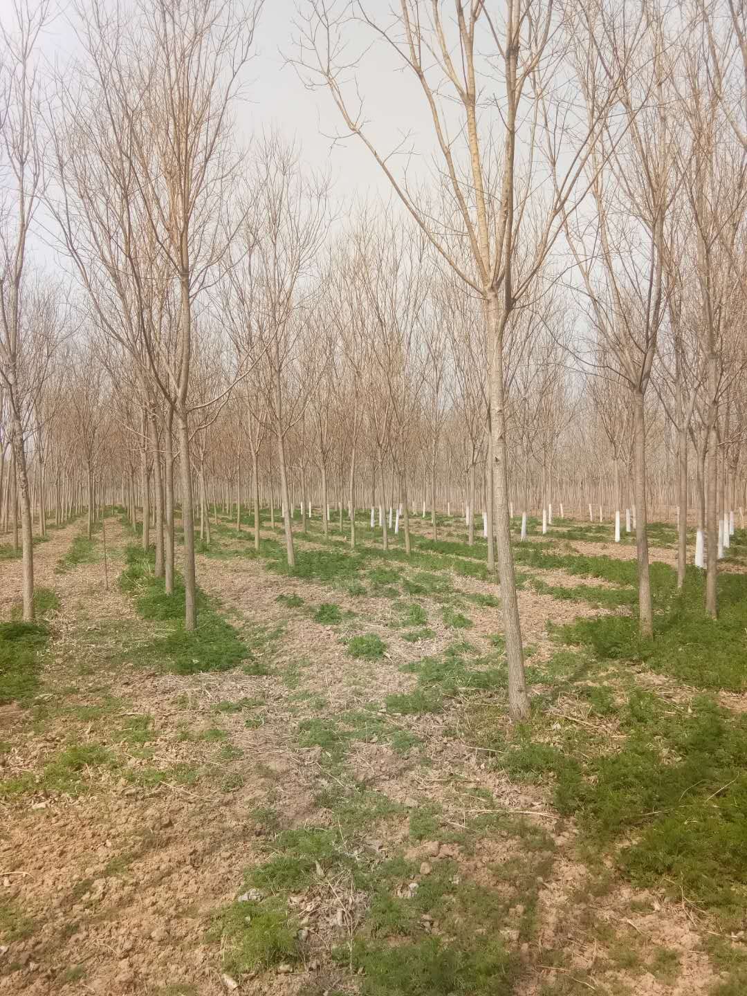 山東金枝國槐基地-價格-批發(fā)商【惠民縣皂戶李鎮(zhèn)金隆園林綠化】