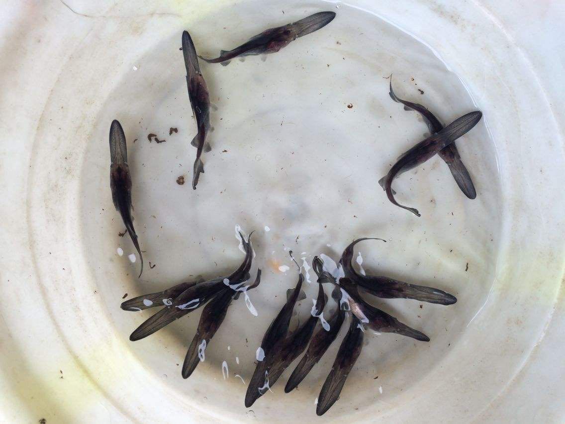 鴨嘴魚苗哪家好  鴨嘴魚苗廠家直銷  廣東鴨嘴魚苗