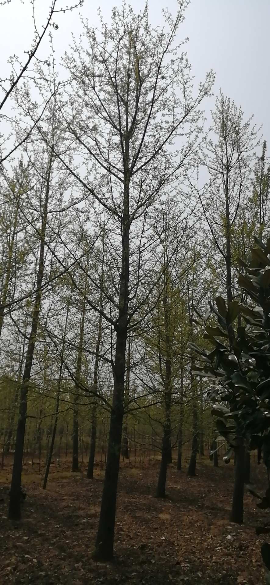 25公分銀杏樹批發(fā)價格，產地*、種植基地【邳州市鴻達誠信銀杏苗圃場】