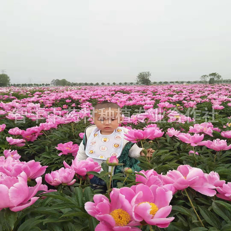 漯河芍藥批發(fā)、芍藥芽的種植時(shí)間【智豐中藥材種植專業(yè)合作社】