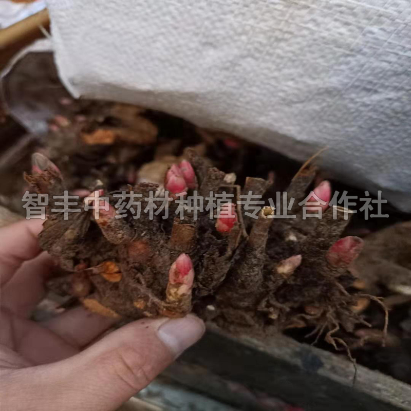 甘肅芍藥苗的抗寒能力怎么樣、芍藥改良芽【智豐中藥材種植專(zhuān)業(yè)合作社】