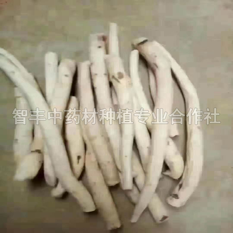 威海芍藥苗一公斤多少棵、芍藥種植時(shí)間【智豐中藥材種植專(zhuān)業(yè)合作社】