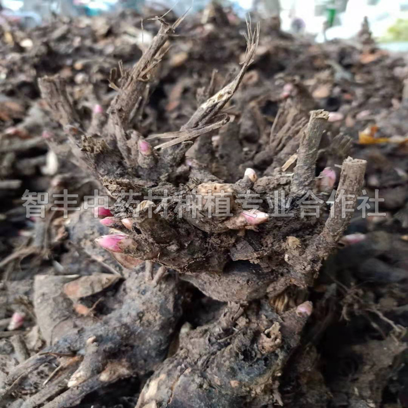 大理芍藥種子的種植時(shí)間、芍藥的種植要點(diǎn)【智豐中藥材種植專業(yè)合作社】