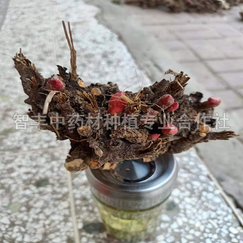 西寧白芍芽畝種植多少棵 苗勢(shì)強(qiáng) 智豐中藥材種植 白芍苗產(chǎn)地
