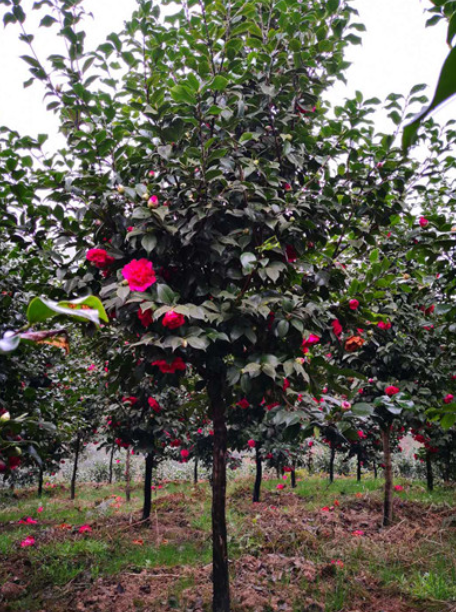 茶花供應(yīng)  茶花價格 四川茶花