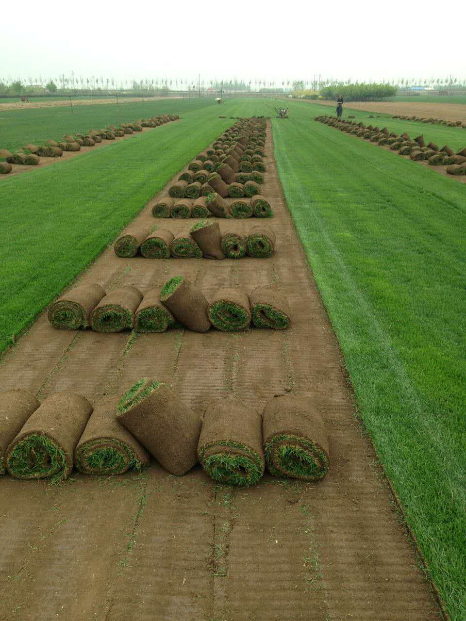 廠家直銷草坪 地毯婚禮戶外草坪 幼兒園運動草坪定制草皮  草坪廠家供應商