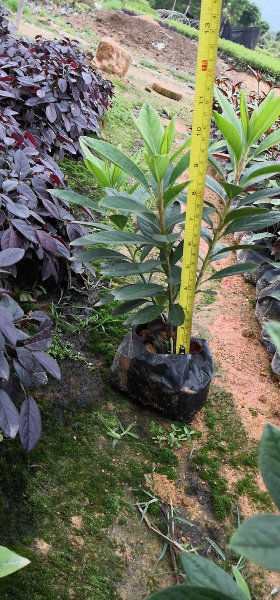 廣東毛杜鵑直銷基地