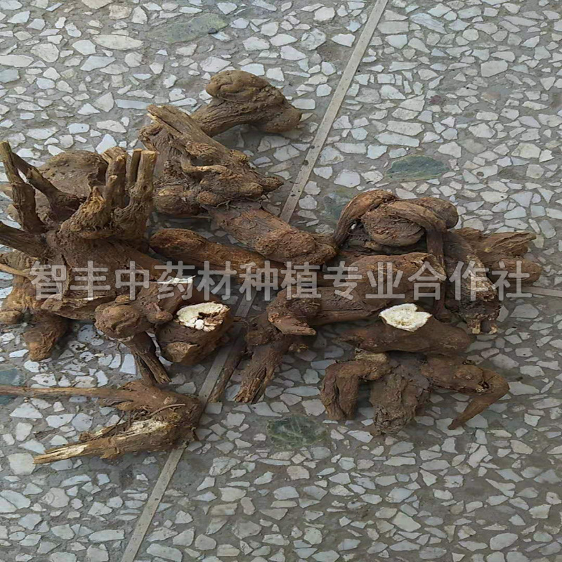 蘇州白術(shù)芽的種植深度、白術(shù)晚什么時間種【智豐中藥材種植專業(yè)合作社】