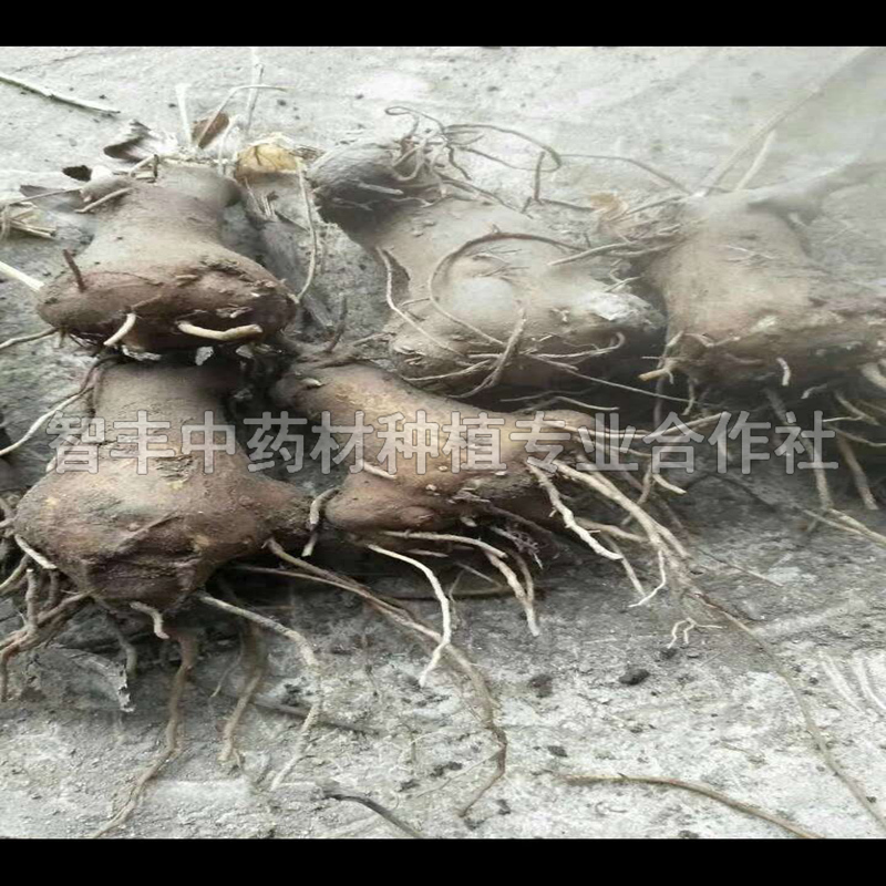 石河子白術(shù)林下套種技術(shù)要點(diǎn)、白術(shù)苗哪家便宜【智豐中藥材種植專業(yè)合作社】