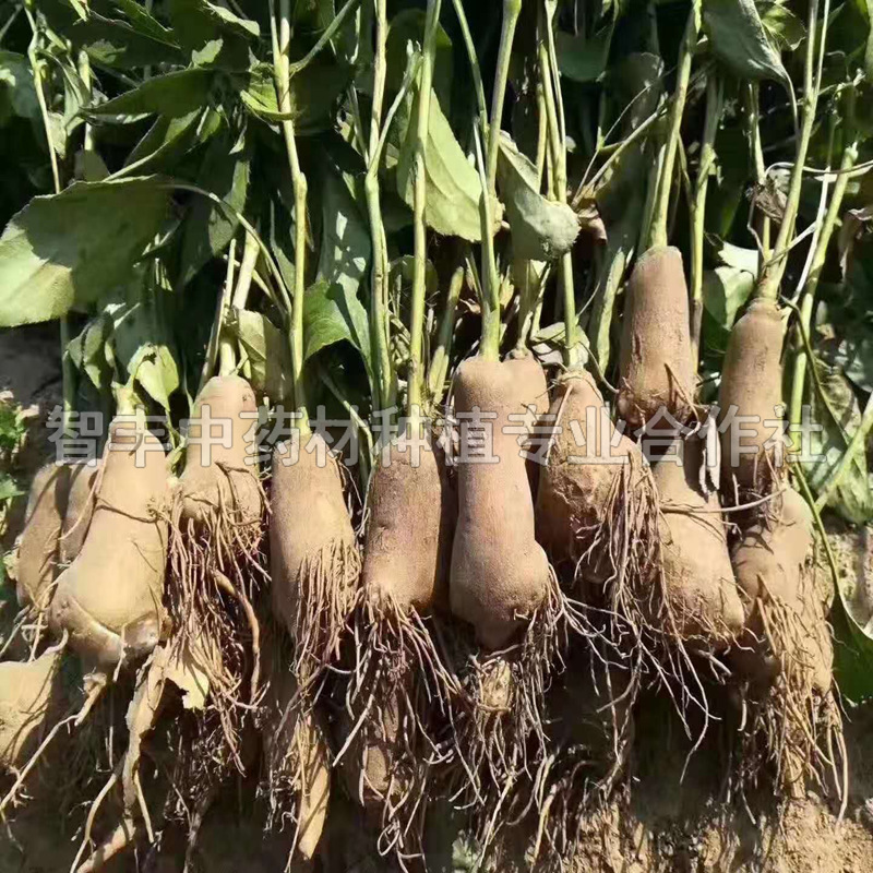 蘇州白術(shù)苗種植、白術(shù)苗的種植深度【智豐中藥材種植專業(yè)合作社】