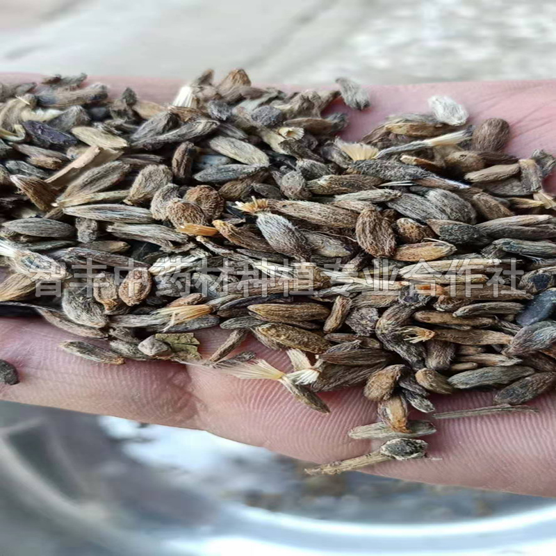 哈爾濱白術(shù)種苗適應(yīng)地區(qū)、白術(shù)的畝產(chǎn)值是多少【智豐中藥材種植專業(yè)合作社】