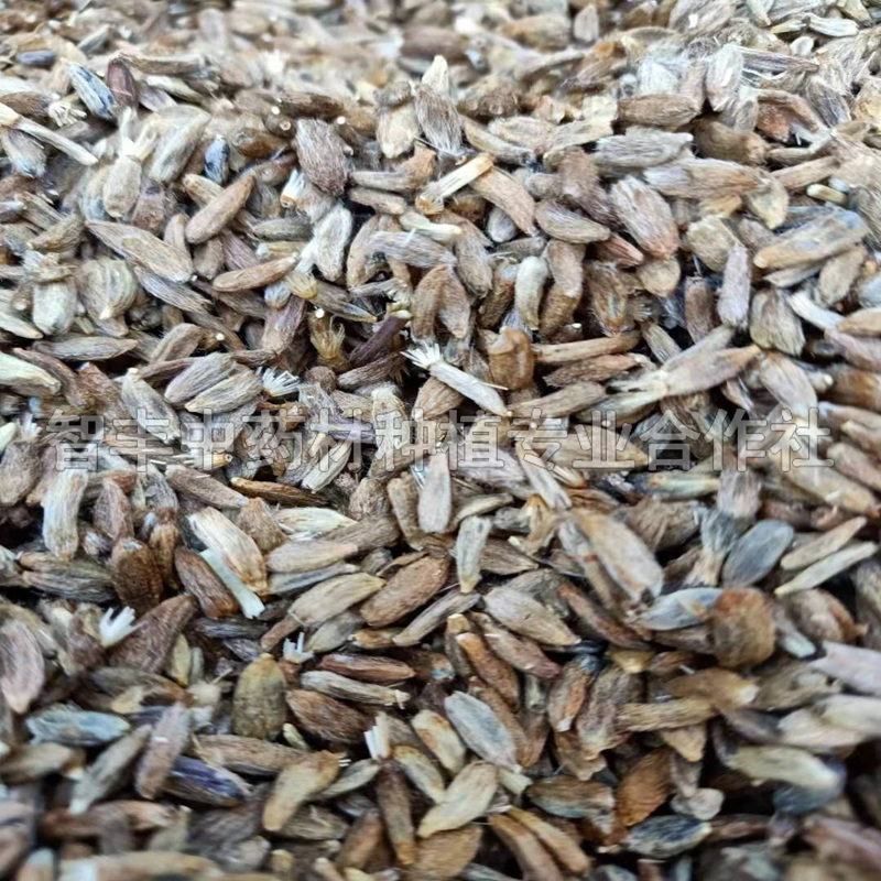 朝陽白術(shù)晚什么時(shí)間種、白術(shù)改良芽【智豐中藥材種植專業(yè)合作社】