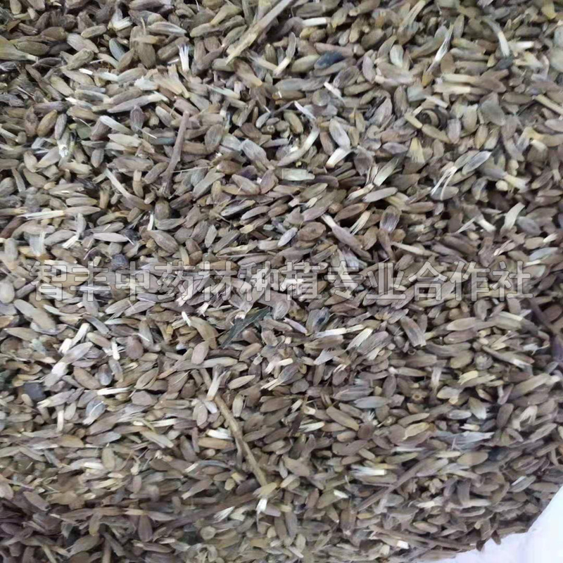 柳州白術(shù)芽畝種植多少棵、白術(shù)芽種植要點(diǎn)【智豐中藥材種植專業(yè)合作社】