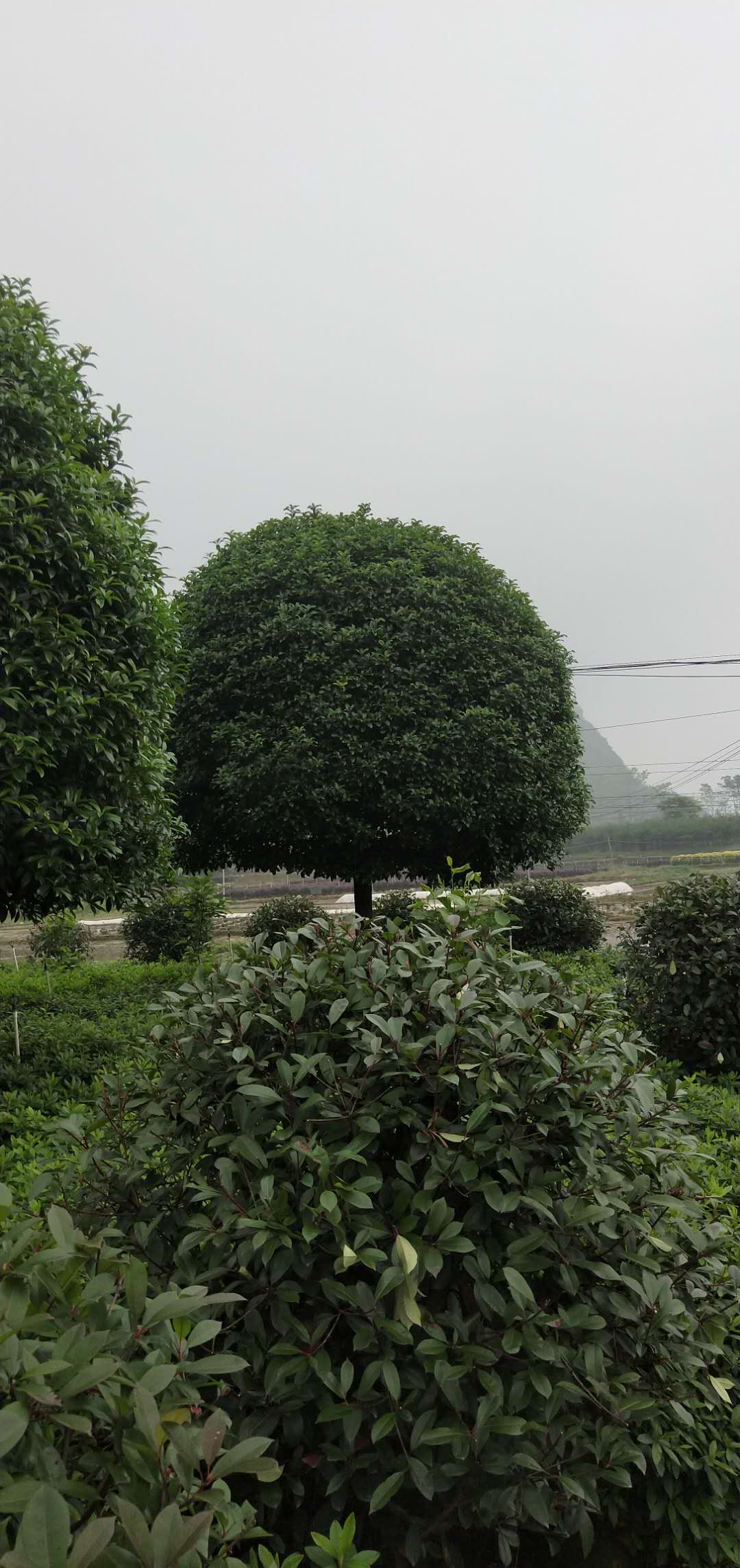 廣西八月桂花樹生產(chǎn)基地_15公分八月桂花樹 冠副320批發(fā)